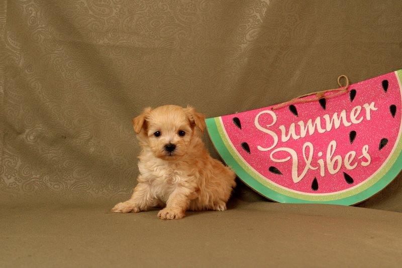 puppy, for, sale, Maltipoo, Matthew B. Stoltzfus, dog, breeder, Gap, PA, dog-breeder, puppy-for-sale, forsale, nearby, find, puppyfind, locator, puppylocator, aca